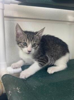 Domestic Short Hair Cats Available for Adoption in Honolulu, Hawaii - Tabitha | PetCurious