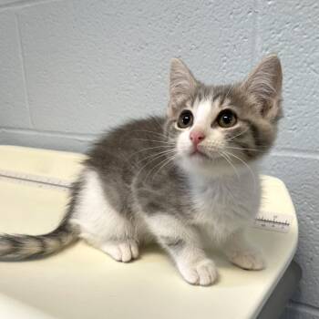 Hubcap -  Domestic Short Hair Cat for Adoption in Carencro, Louisiana - Hubcap | PetCurious
