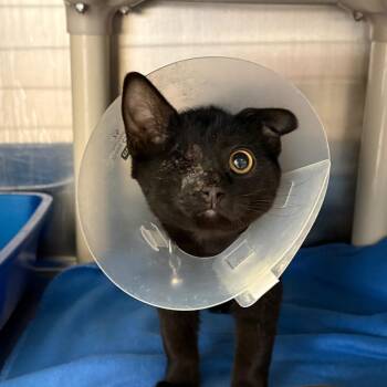 Monocle -  Domestic Short Hair Cat for Adoption in Kanab, Utah - Monocle | PetCurious