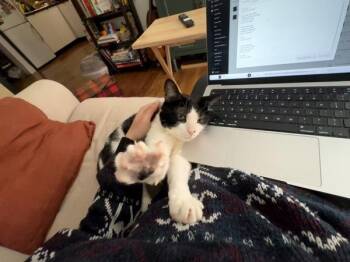 Morty -  Domestic Short Hair Cat for Adoption - Morty | PetCurious