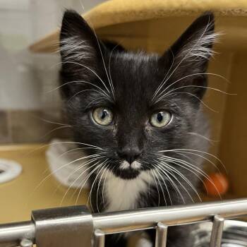 Domestic Short Hair Cats Available for Adoption in Chicago, Illinois - Buggie | PetCurious