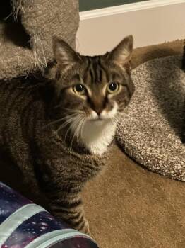 Domestic Short Hair Cats Available for Adoption in Broomfield, Colorado - SHAQUANDA | PetCurious