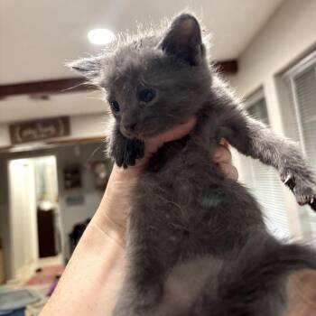 Domestic Short Hair Cats Available for Adoption in Park Row, Texas - Beryl | PetCurious