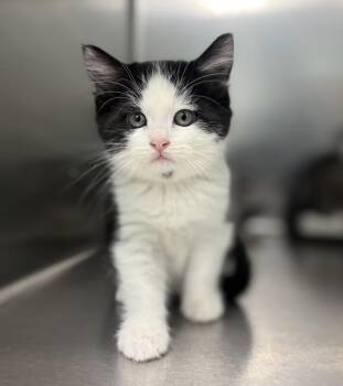 Dorothy -  Domestic Medium Hair Cat for Adoption in Sioux City, Iowa - Dorothy | PetCurious