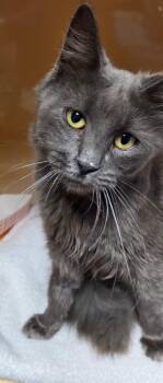 Nibbles -  Domestic Long Hair Cat for Adoption in Windsor, Connecticut - Nibbles | PetCurious