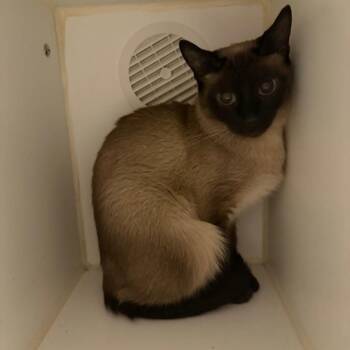Shirley -  Siamese Cat for Adoption in Oshkosh, Wisconsin - Shirley | PetCurious