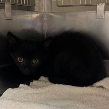 Austin Powers -  Domestic Short Hair Cat for Adoption in Bristol, Indiana - Austin Powers | PetCurious