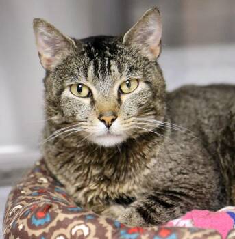 Domestic Short Hair Cats Available for Adoption in Kansas City, Kansas - Javier (AO36567) | PetCurious