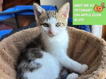 EDDIE -  Domestic Short Hair Cat for Adoption in Fort Wayne, Indiana - EDDIE | PetCurious