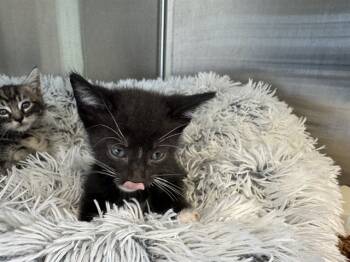 Rescue Domestic Short Hair Cats for Adoption in Santa Monica, California - TUNA | PetCurious