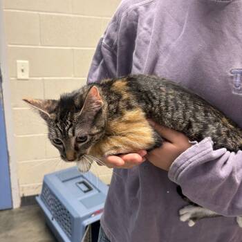 Pocahontas -  Domestic Short Hair Cat for Adoption in Dekalb, Illinois - Pocahontas | PetCurious