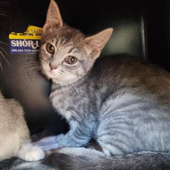 Lil Gremlin -  Domestic Short Hair Cat for Adoption in Fort Wayne, Indiana - Lil Gremlin | PetCurious
