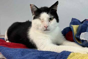 Rescue Domestic Short Hair Cats for Adoption in Dallas, Pennsylvania - Nerds | PetCurious