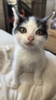 Rescue Domestic Short Hair Cats for Adoption in Wantage, New Jersey - Katherine The Great | PetCurious