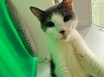 Parkerton -  Domestic Short Hair Cat for Adoption in Cleveland, Ohio - Parkerton | PetCurious