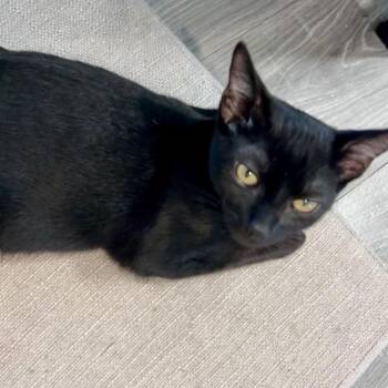 Poppy -  Domestic Short Hair Cat for Adoption in Hudson, New Hampshire - Poppy | PetCurious