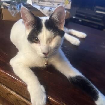 Pyrite -  Domestic Short Hair Cat for Adoption in Clayton, California - Pyrite | PetCurious