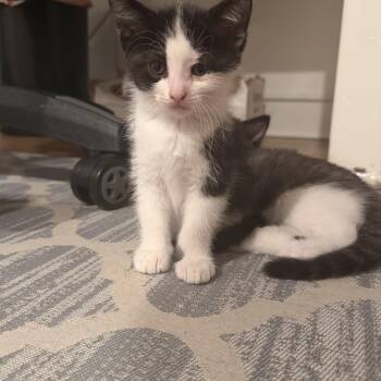 Domestic Short Hair Cats Available for Adoption in Rochester Hills, Michigan - Eleanor | PetCurious