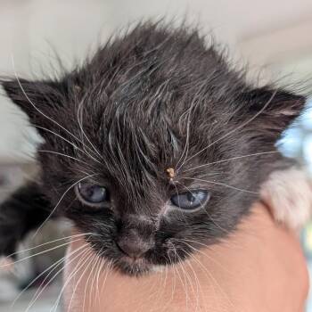Domestic Short Hair Cats Available for Adoption in Chapel Hill, North Carolina - Grackle | PetCurious