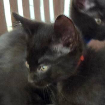 Aegon -  Domestic Short Hair Cat for Adoption in Chattanooga, Tennessee - Aegon | PetCurious