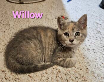Willow -  Domestic Short Hair Cat for Adoption in Hartville, Ohio - Willow | PetCurious