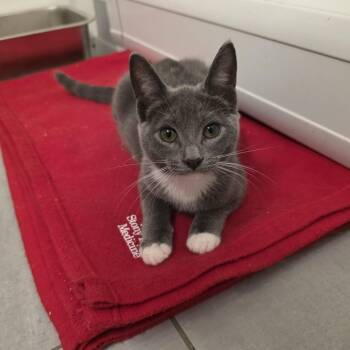 Jesinia -  Domestic Short Hair Cat for Adoption in Mastic, New York - Jesinia | PetCurious