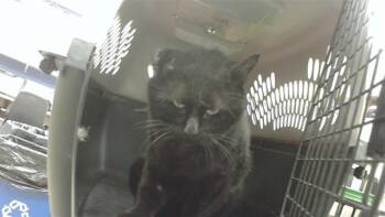SIMON -  Domestic Medium Hair and Domestic Short Hair Cat for Adoption in Omaha, Nebraska - SIMON | PetCurious