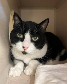 Rescue Domestic Short Hair Cats for Adoption in New Hope, Pennsylvania - Boo Boo | PetCurious