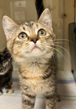 Tabitha -  Domestic Short Hair Cat for Adoption in Christiansburg, Virginia - Tabitha | PetCurious