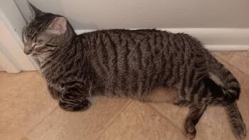 Bubba -  Domestic Short Hair Cat for Adoption in Huffman, Texas - Bubba | PetCurious