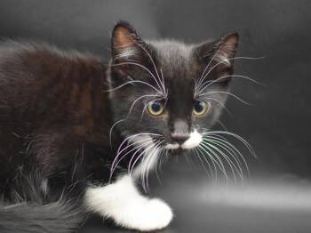 Porkpie -  Domestic Short Hair Cat for Adoption in Portland, Oregon - Porkpie | PetCurious