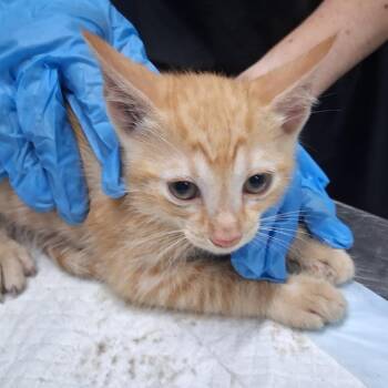 Ulta -  Domestic Short Hair Cat for Adoption in Summerville, South Carolina - Ulta | PetCurious
