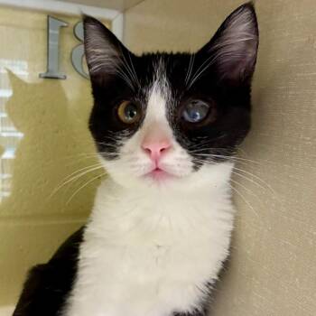 Pringles -  Domestic Short Hair Cat for Adoption in West Olive, Michigan - Pringles | PetCurious