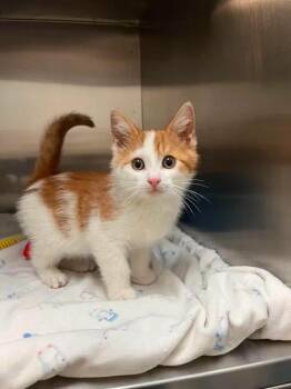 ROUILLE (INDISPONIBLE POUR LE MOMENT/UNAVAILABLE FOR THE MOMENT) -  Domestic Short Hair Cat for Adoption in Delson, Quebec - ROUILLE (INDISPONIBLE POUR LE MOMENT/UNAVAILABLE FOR THE MOMENT) | PetCurious