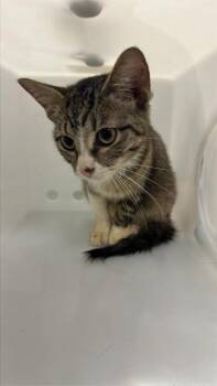 LAVENDER -  Domestic Short Hair Cat for Adoption in Corpus Christi, Texas - LAVENDER | PetCurious