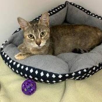 Hermione -  Tabby Cat for Adoption in Green Valley, Arizona - Hermione | PetCurious