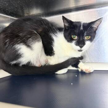 Riley -  Domestic Short Hair Cat for Adoption in Roanoke, Virginia - Riley | PetCurious
