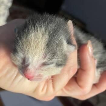 Domestic Short Hair Cats Available for Adoption in Bentonville, Arkansas - Doris | PetCurious