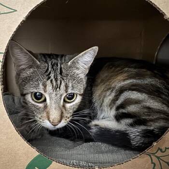 Madeleine -  Domestic Short Hair Cat for Adoption in Brentwood, Missouri - Madeleine | PetCurious