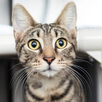Rescue Domestic Short Hair Cats for Adoption in Middletown, Rhode Island - Papi | PetCurious
