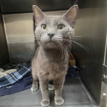 Ahboo -  Domestic Short Hair Cat for Adoption in Milan, Illinois - Ahboo | PetCurious