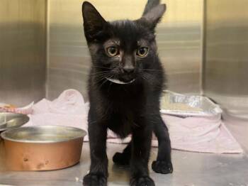 CARMEN -  Domestic Short Hair Cat for Adoption in Tustin, California - CARMEN | PetCurious