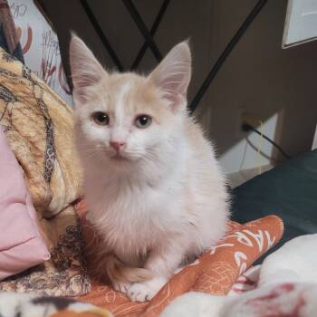 Rescue Domestic Short Hair Cats for Adoption in East St. Louis, Illinois - Maxaroni | PetCurious