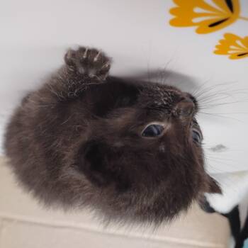 Rescue Domestic Short Hair Cats for Adoption in Troy, Virginia - Solo | PetCurious