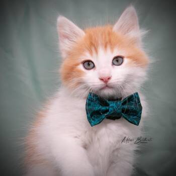 Blaze -  Domestic Medium Hair Cat for Adoption in Calgary, Alberta - Blaze | PetCurious