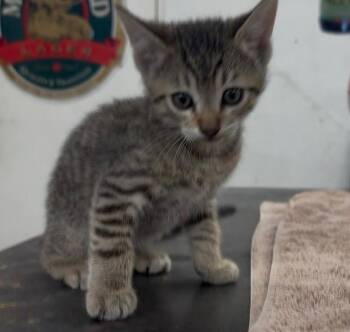 Sarge -  Domestic Short Hair Cat for Adoption in South Pasadena, California - Sarge | PetCurious