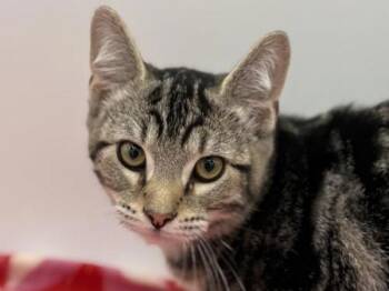 Rescue Domestic Short Hair Cats for Adoption in Portland, Oregon - Banana Bread | PetCurious