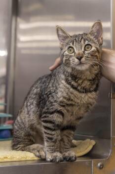Paddington and Winnie -  Tabby Cat for Adoption in Millville, Utah - Paddington And Winnie | PetCurious