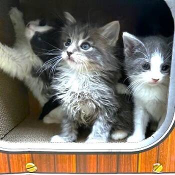 Maine Coon Cats Available for Adoption in Oakwood, Georgia - GREAT CATSBY - MAINE COON MIX BOY! | PetCurious