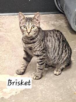 Brisket (FCID# 07/27/2026 - 47 Brandywine PS) -  Tabby Cat for Adoption in Greenville, Delaware - Brisket (FCID# 07/27/2026 - 47 Brandywine PS) | PetCurious